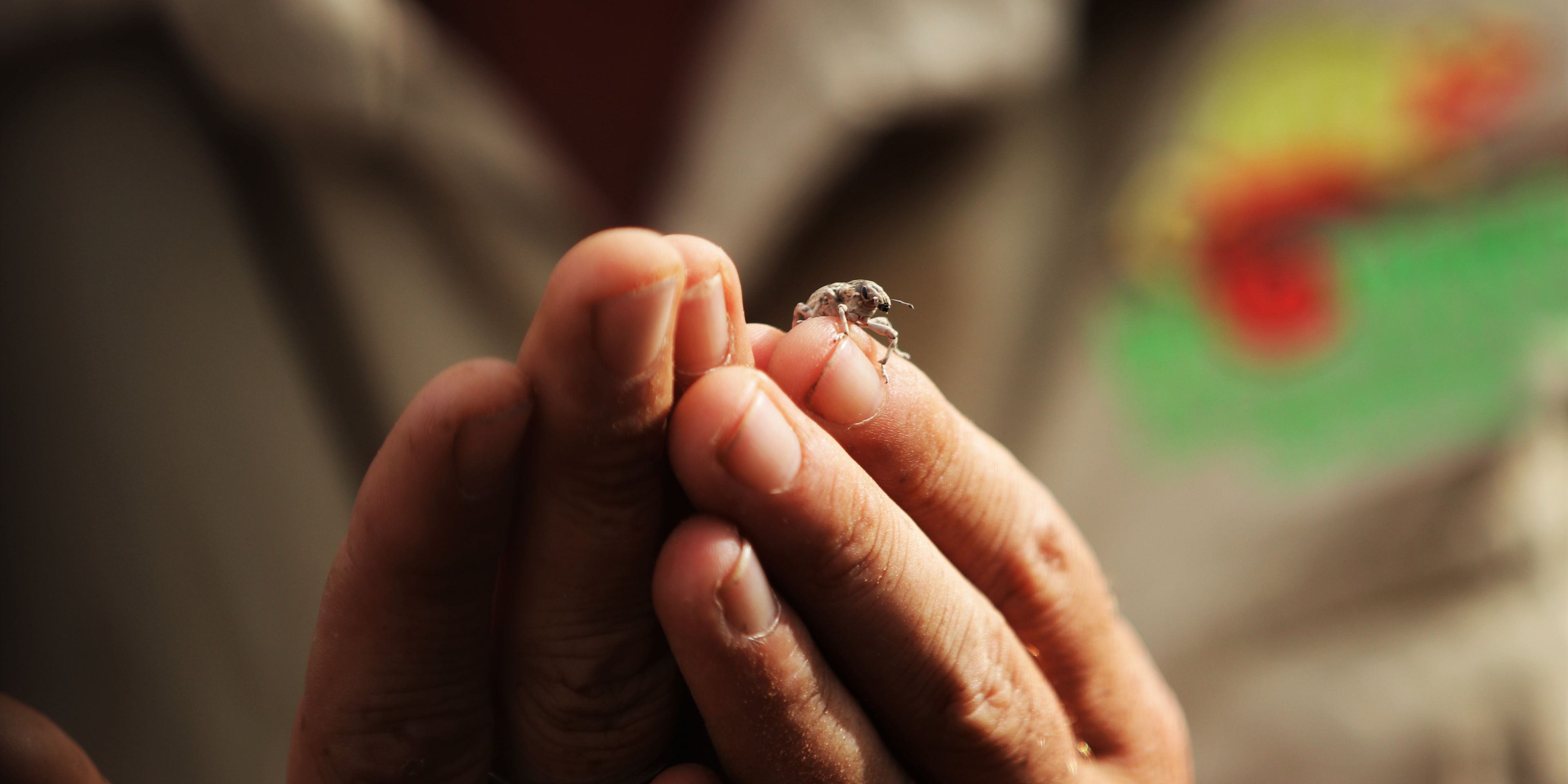 Nahaufnahme eines Kaefers, der bei einem Kursleiter des Field Guide-Trainings in Suedafrikas Ostkap auf dem Finger sitzt