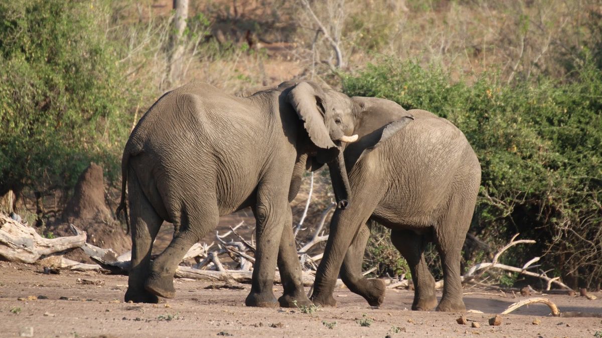 erfahrungsbericht-zimbabwe-rangerausbildung-kundenfotos-elefanten-natucate