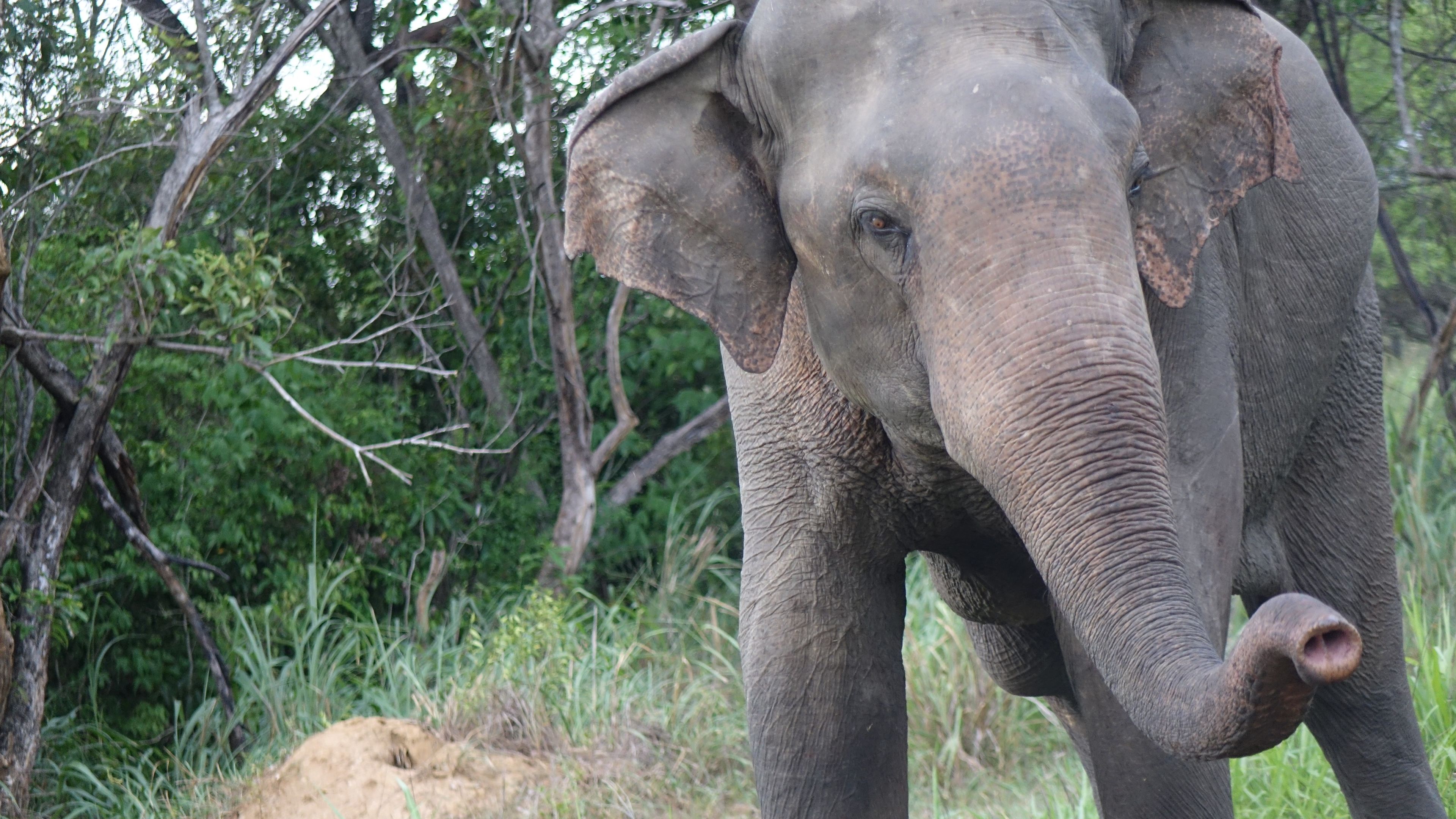 Close up of an elephant in Sri Lanka's National Park