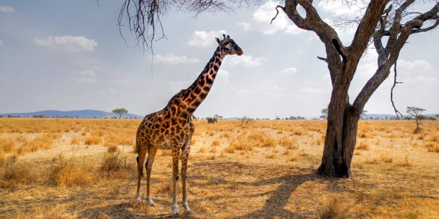tansania-laenderinformationen-serengeti-giraffe-natucate