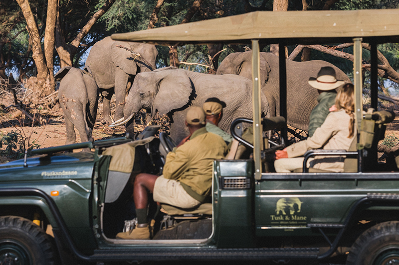 safari-zambia-authentic-kutali-camp-game-drive-elephants