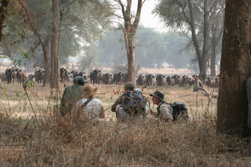 natucate-safari-zimbabwe-hwange-tracking-trailing