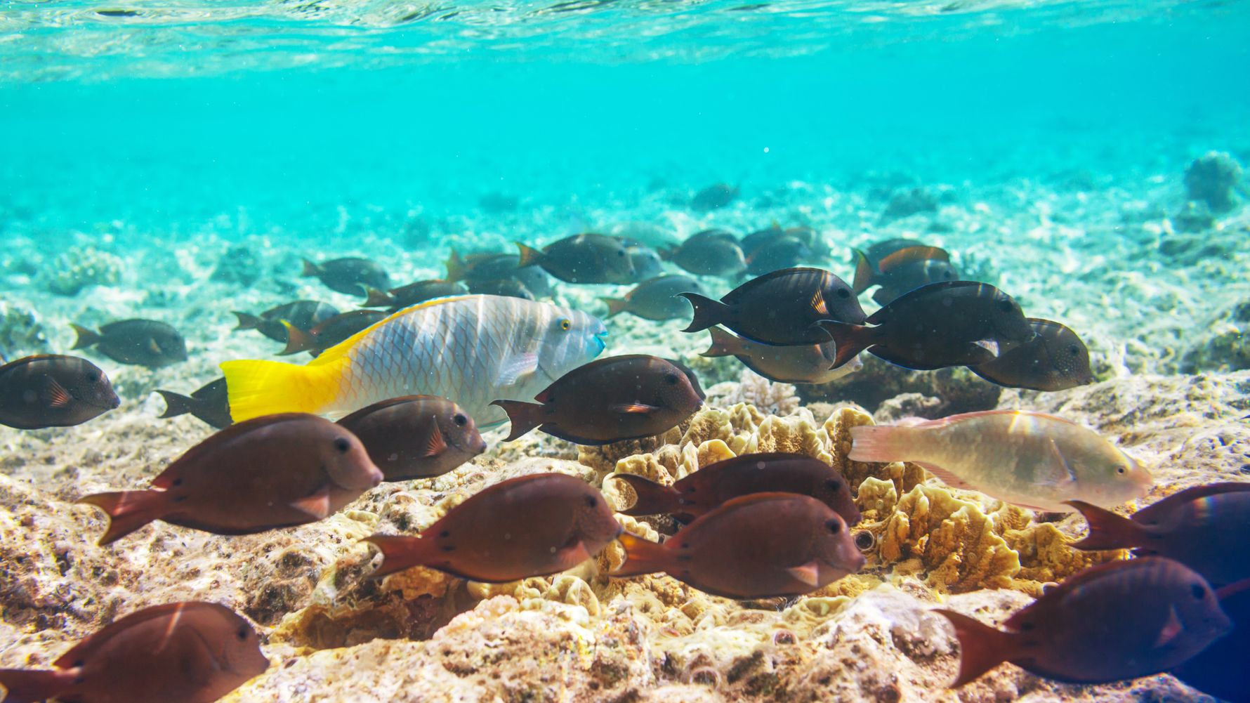 Korallenriff mit verschiedenen Fischen