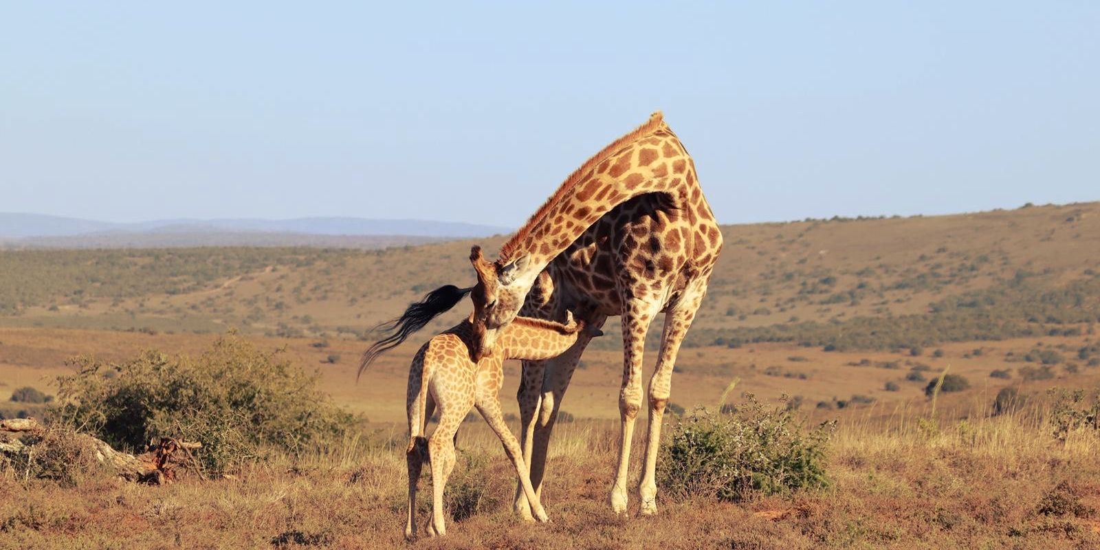 Eine ausgewachsene Giraffe steht mit ihrem Jungtier im suedafrikanischen Amakhala Game Reserve und saeugt es