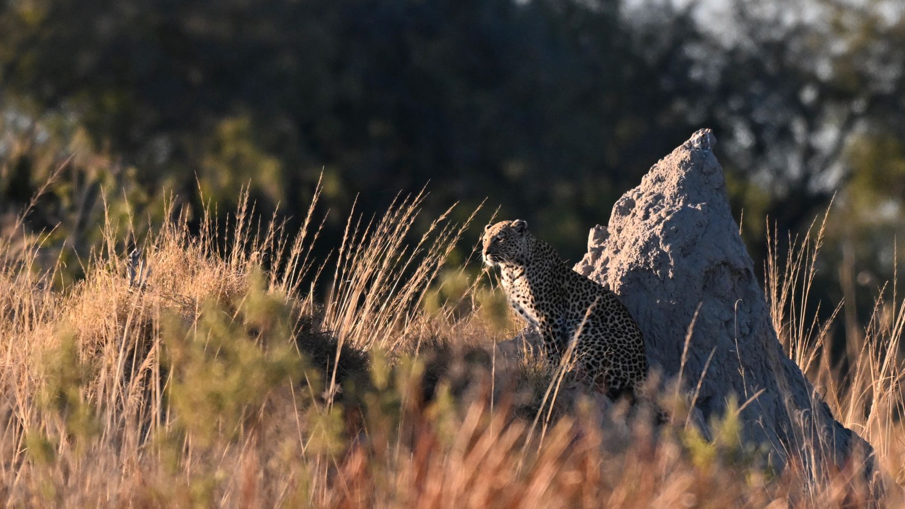Leopard in Botswana