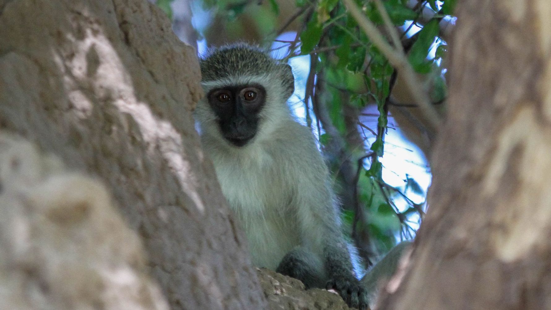 erlebnisreise-suedliches-afrika-erfahrungsbericht-ecoquest-kundenfotos-affe-natucate