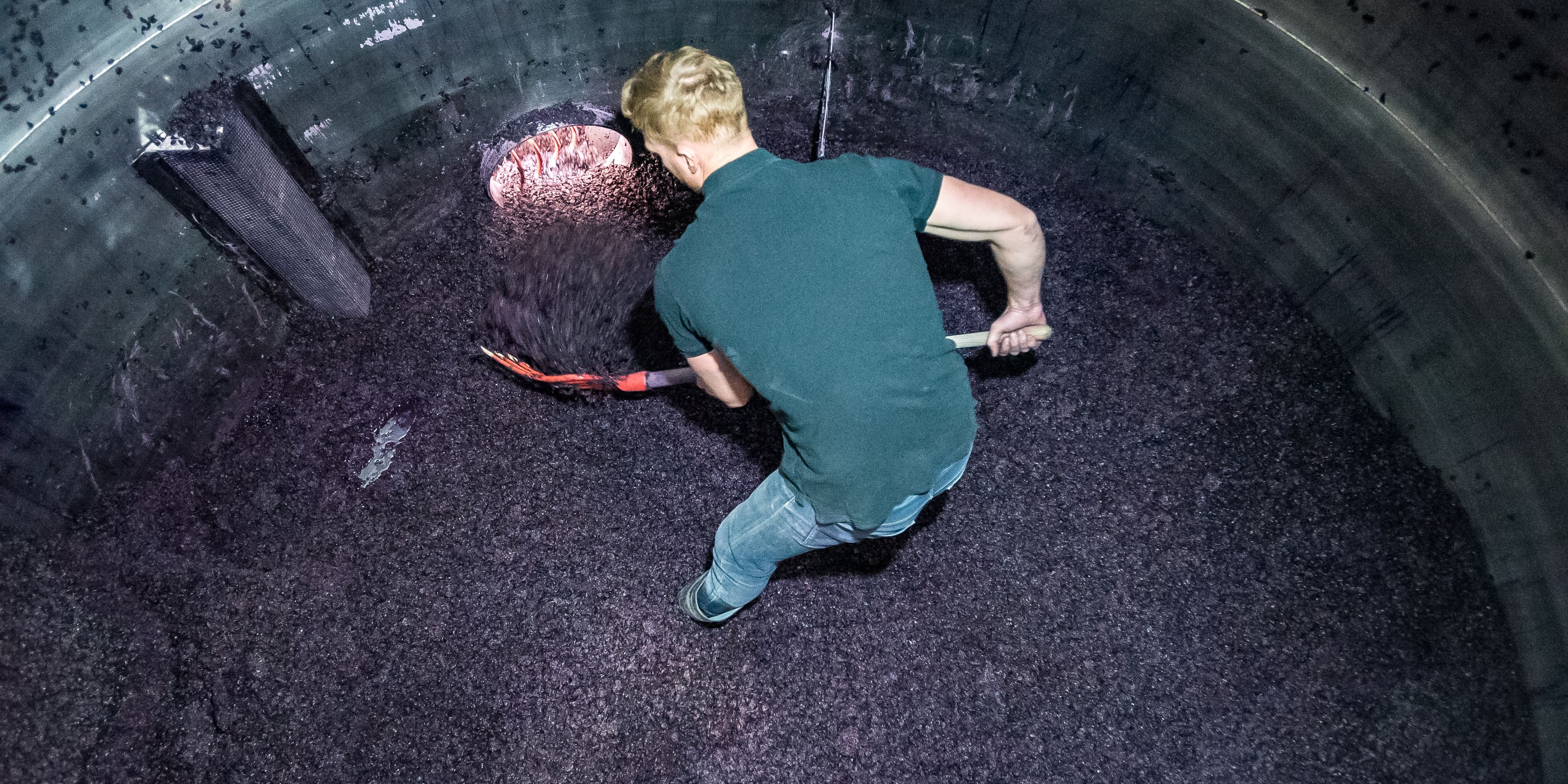 Weinbau-Praktikant in den USA bei der Arbeit