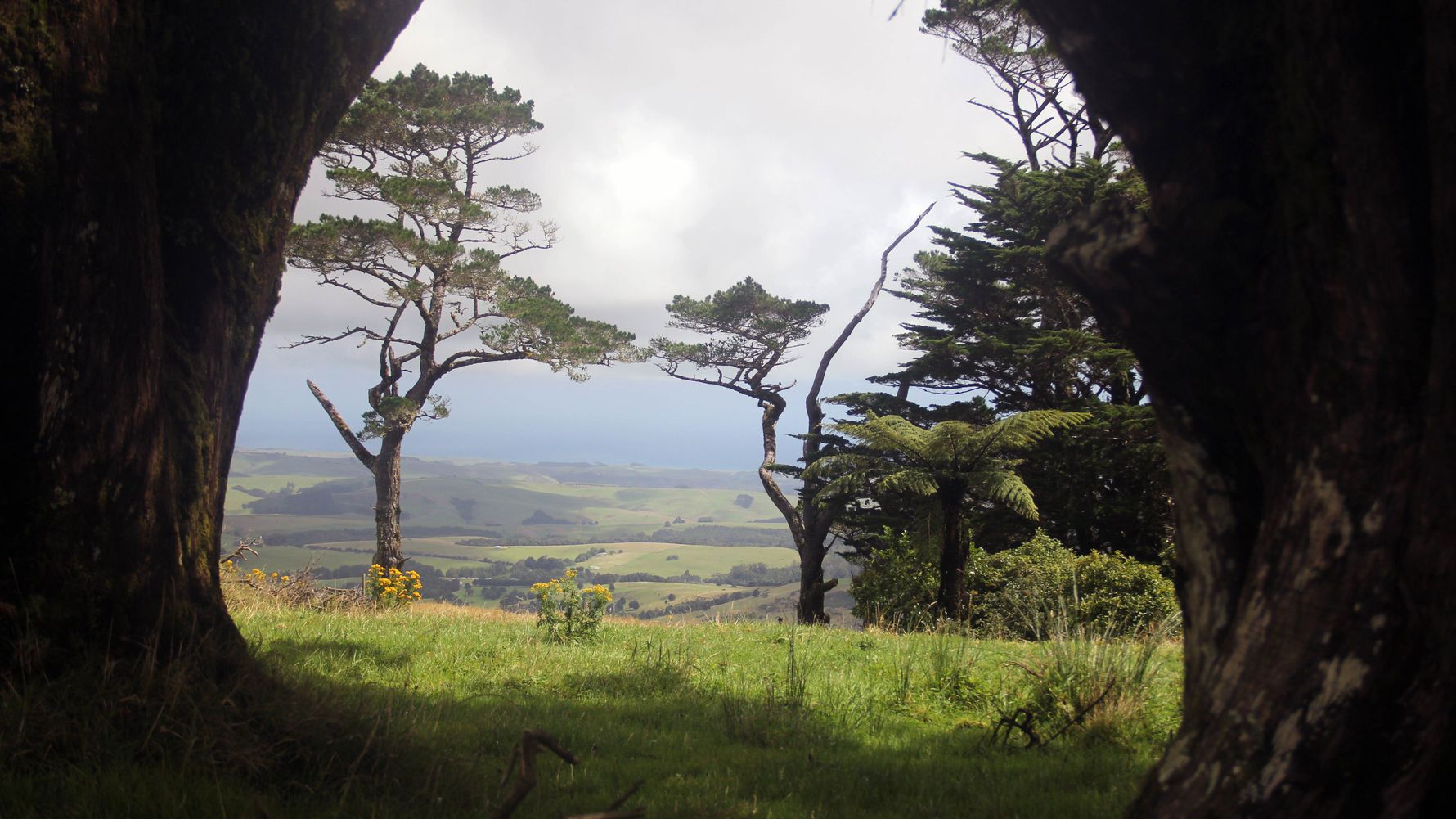 blog-ratgeber-neuseeland-kauri-coast-aussicht-natucate