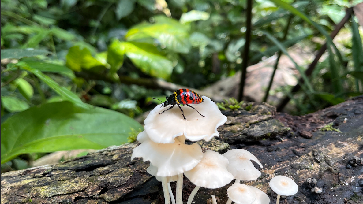 erfahrungsberichte-freiwilligendienst-peru-sina-beetle-natucate