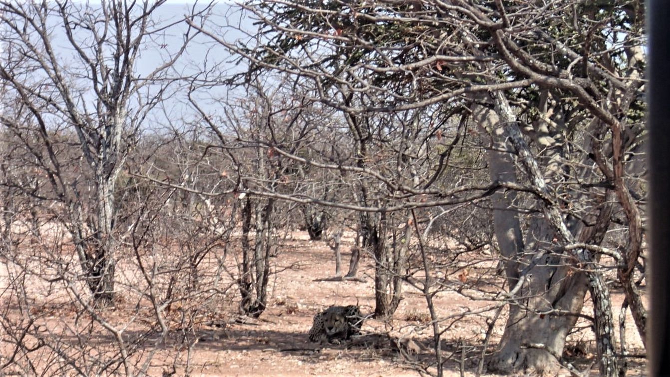 erfahrungsberichte-freiwilligenarbeit-suedafrika-artenschutz-gina-gepard