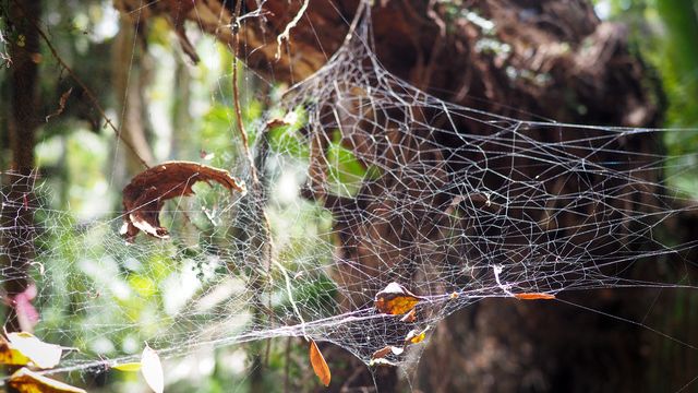 erfahrungsbericht-freiwilligenarbeit-naturschutz-neuseeland-nancy-spinnennetz-natucate