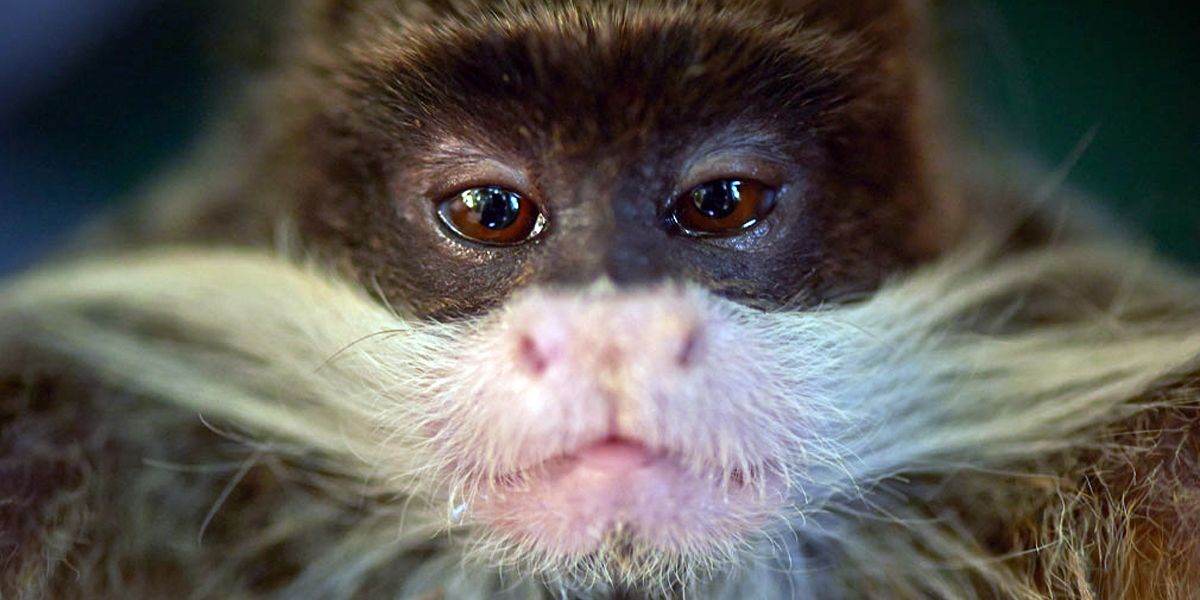 Nahaufnahme eines Primaten aus Peru waehrend eines Natur- und Rangerkurses