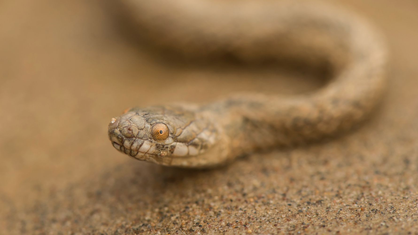 Rangerausbildung: Eine blaue Schlange liegt auf einem Campschild