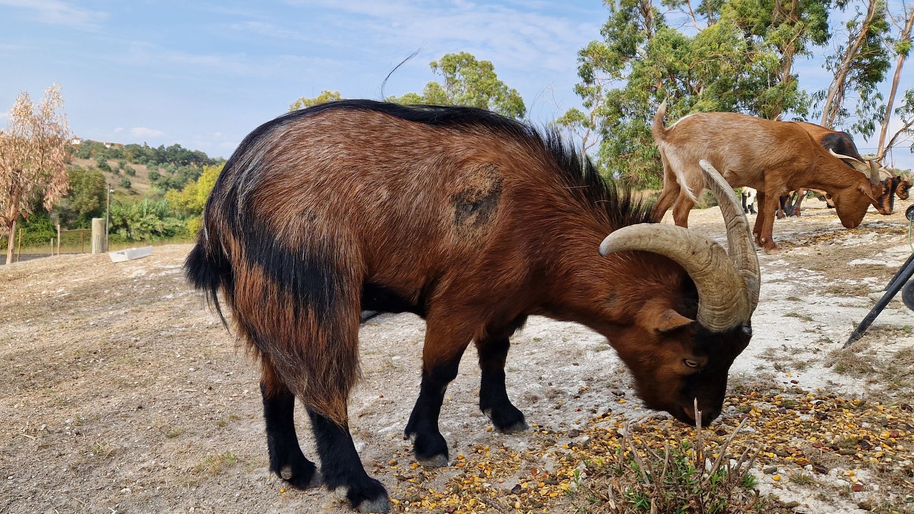 natucate-blog-review-portugal-animal-welfare-meghan-goat