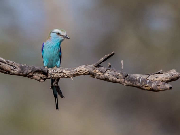 safari-botswana-fluegel-des-okavango-deltas-vogelwelt-natucate
