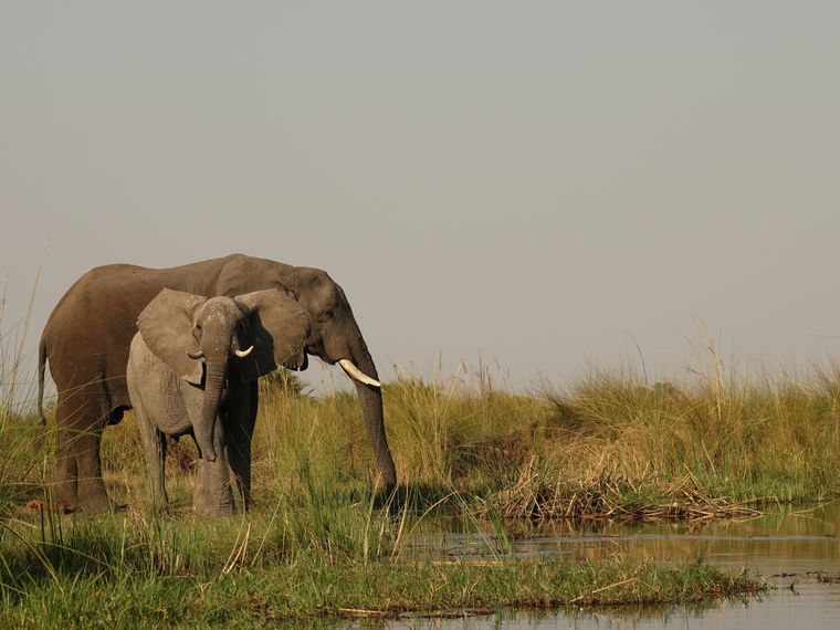 blog-ratgeber-botswana-chief-s-island-elefanten-natucate