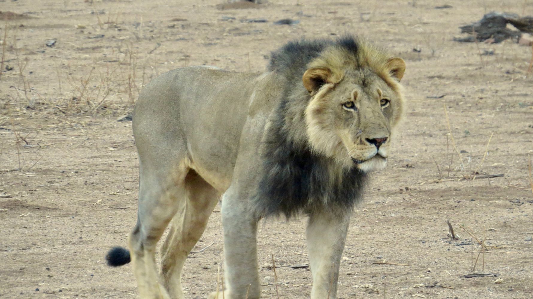 Ausgewachsene Loewenmaennchen haben so gut wie keine Feinde in der Savanne ausser den Menschen