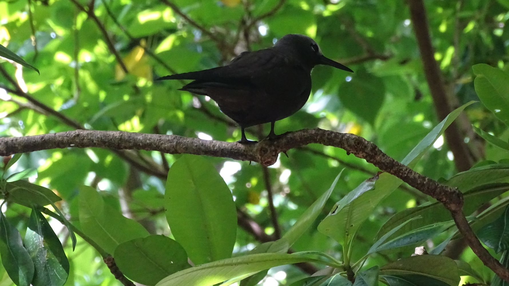 erfahrungsberichte-freiwilligenarbeit-seychellen-cousin-island-lisa-vogel-baum