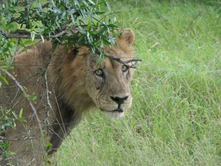 freiwilligenarbeit-suedafrika-zululand-artenschutz-emma-loewin-2-natucate