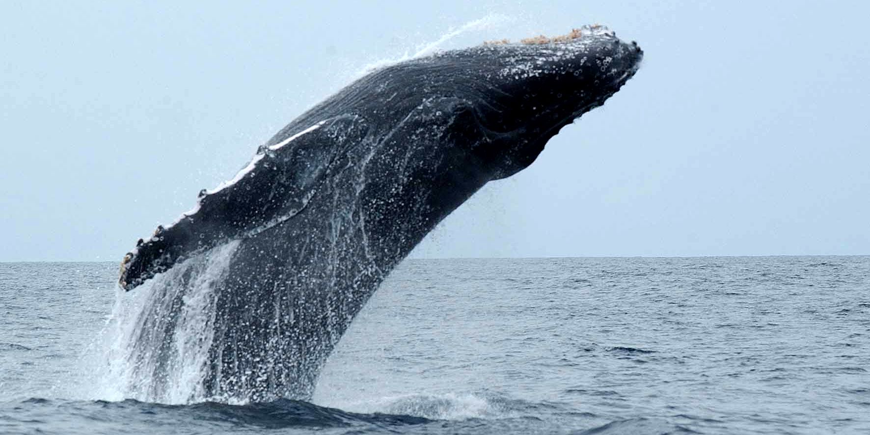 A humpback whale is soaring up from the water in the Indian Ocean