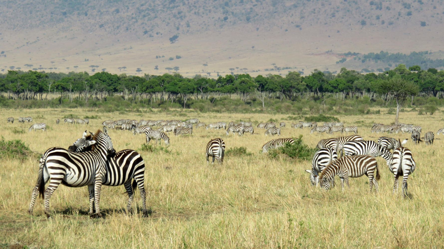 Safari-Reise in Kenia: eine grosse Herde Zebras beim Grasen in der Savanne Ostafrikas