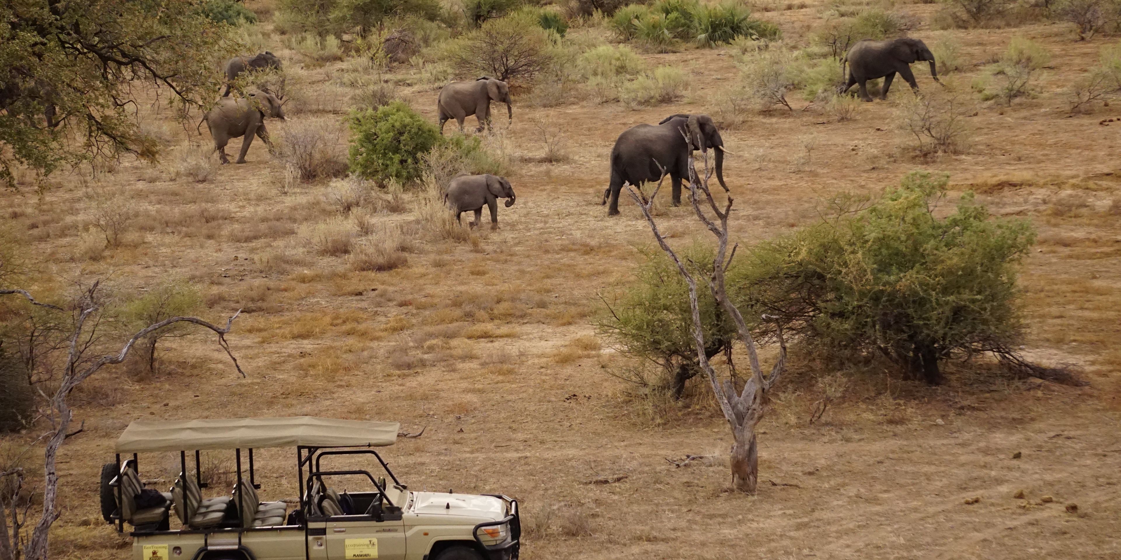 Weitblick auf eine Elefantenherde im Busch Botswanas bei einem Ausflug des Rangerkurses mit einem Gelaendewagen