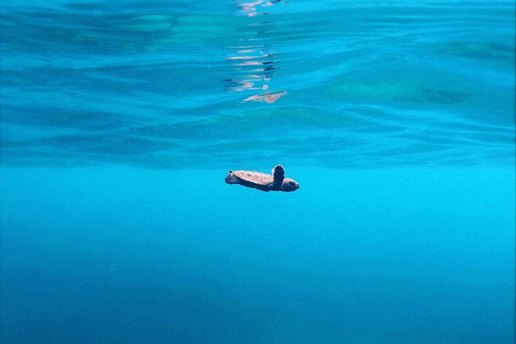 A baby sea turtle in the Philippines is swimming under water