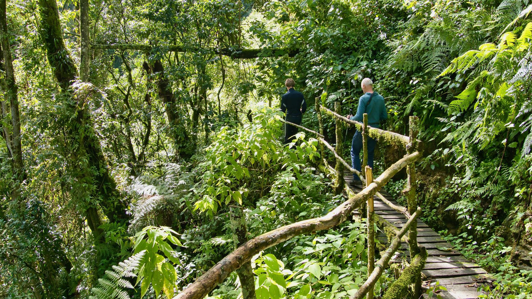 Hiking trail in the Rwenzori Mountains
