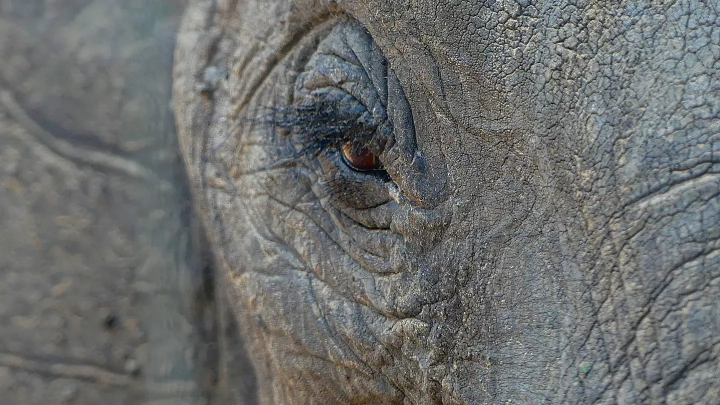 erfahrungsbericht-sabbatical-afrika-julian-freiwilligenarbeit-sambia-elefant-close-up-natucate