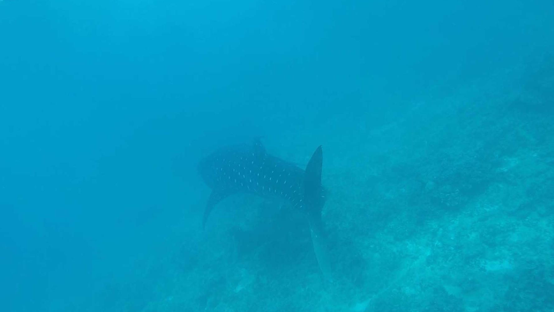 freiwilligenarbeit-malediven-erfahrungsbericht-kundenfotos-artenschutz-walhai-natucate