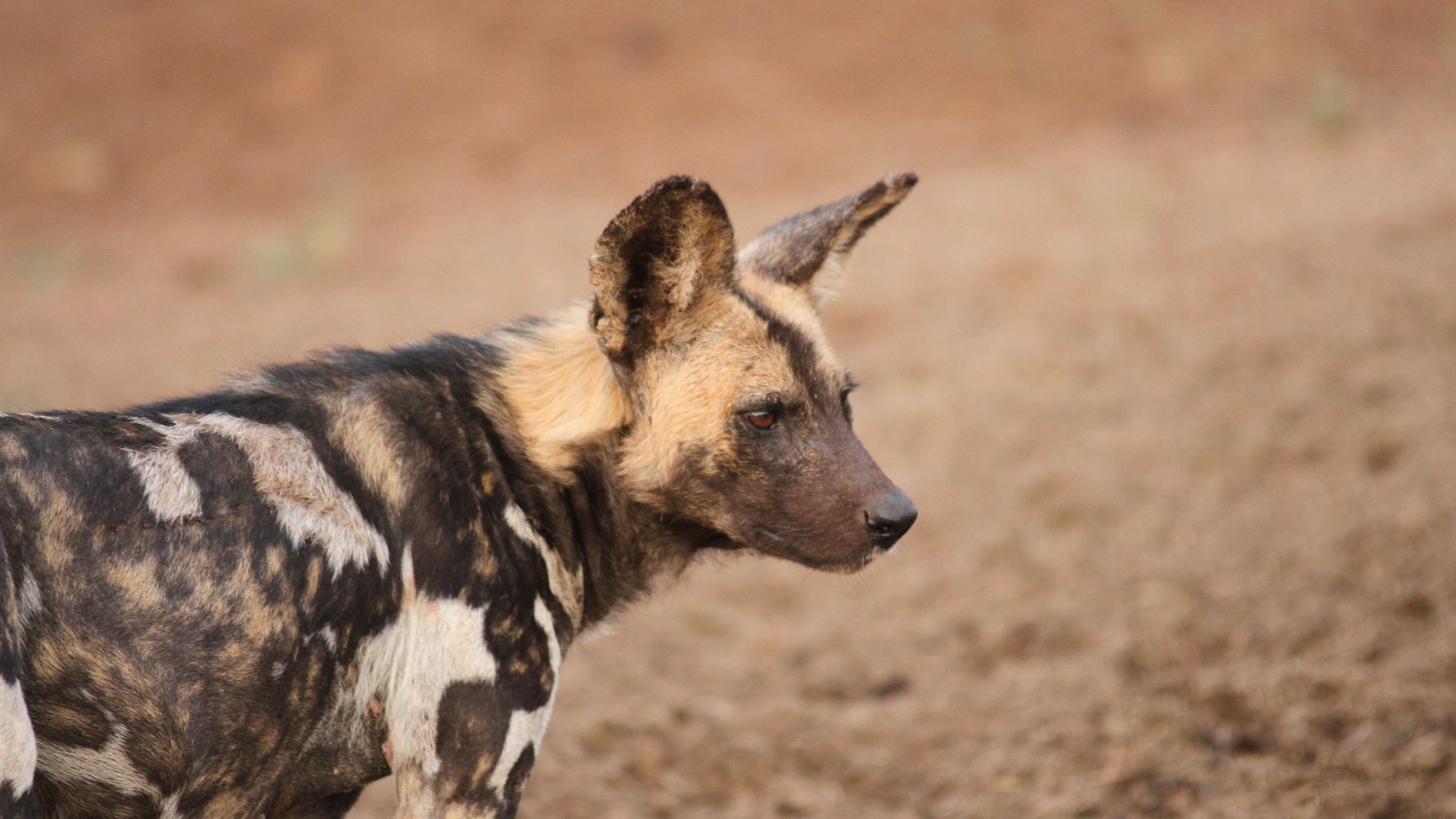 Freiwilligenarbeit mit Wildhunden in Suedafrika