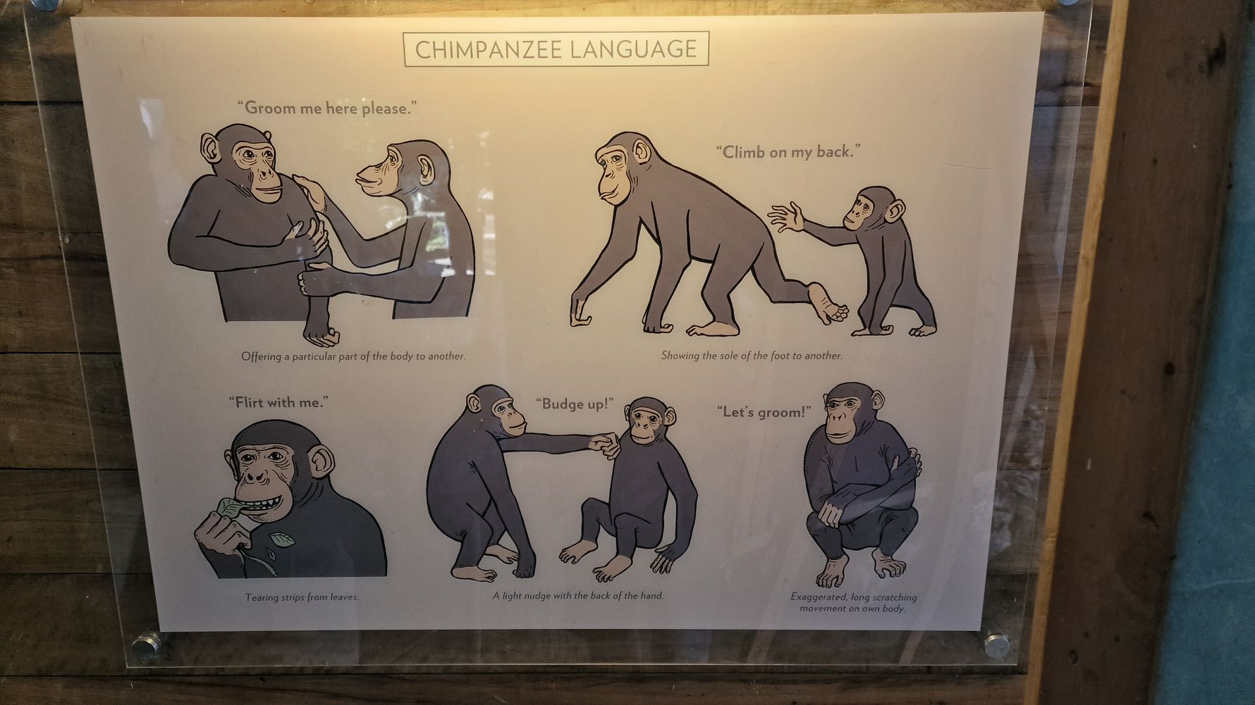 Schild Schimpansen