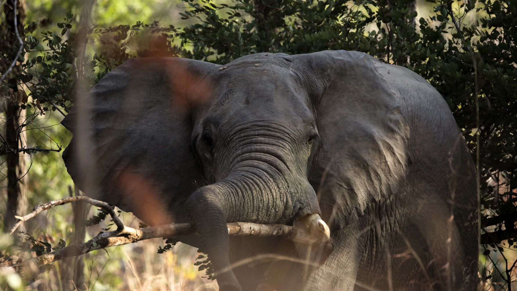 blog-wissen-elefanten-7-fun-facts-ruessel-busch-natucate