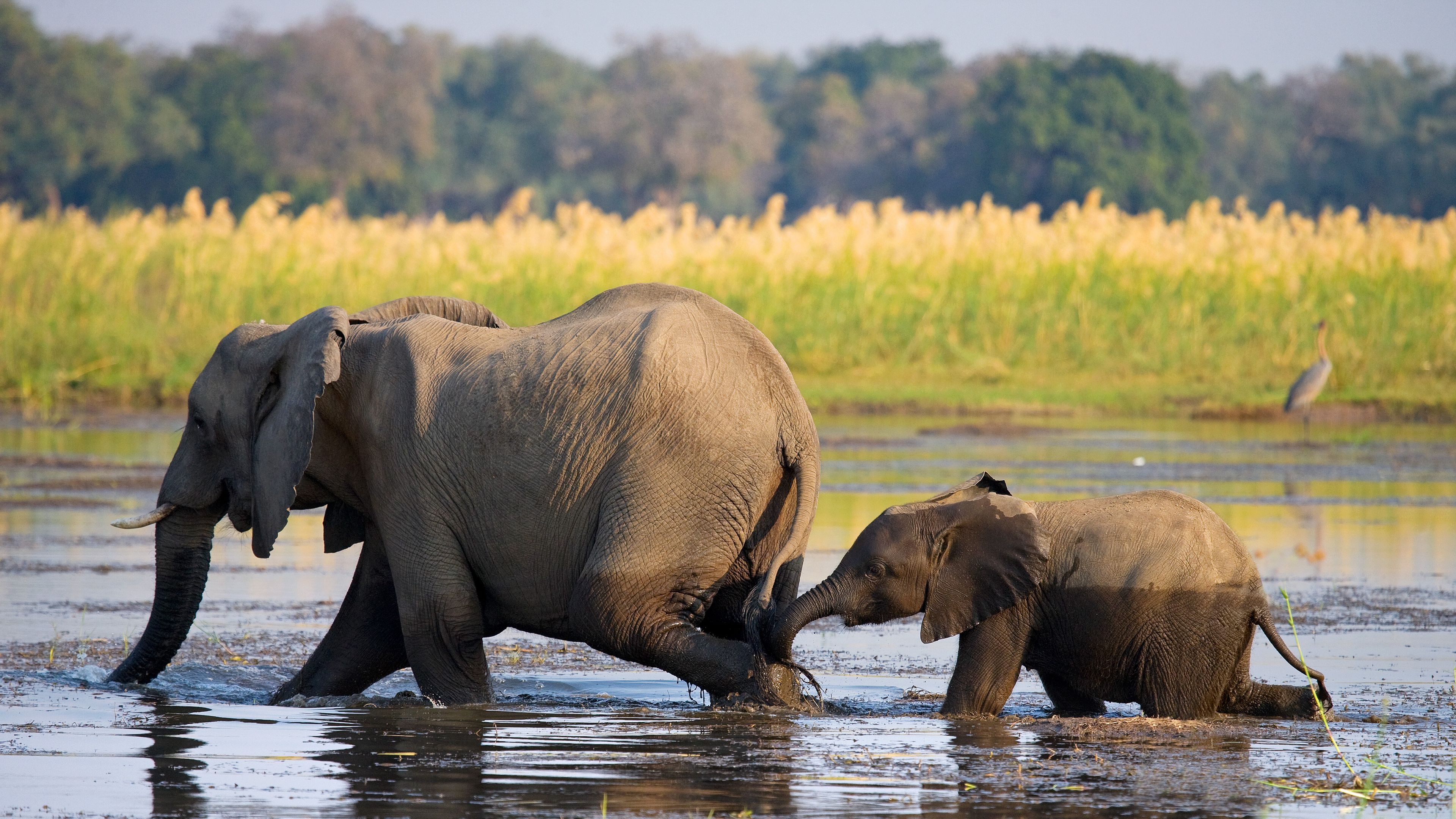 natucate-safari-zambia-mobile-luangwa-adventure-bush-camp-elephant-river-walking
