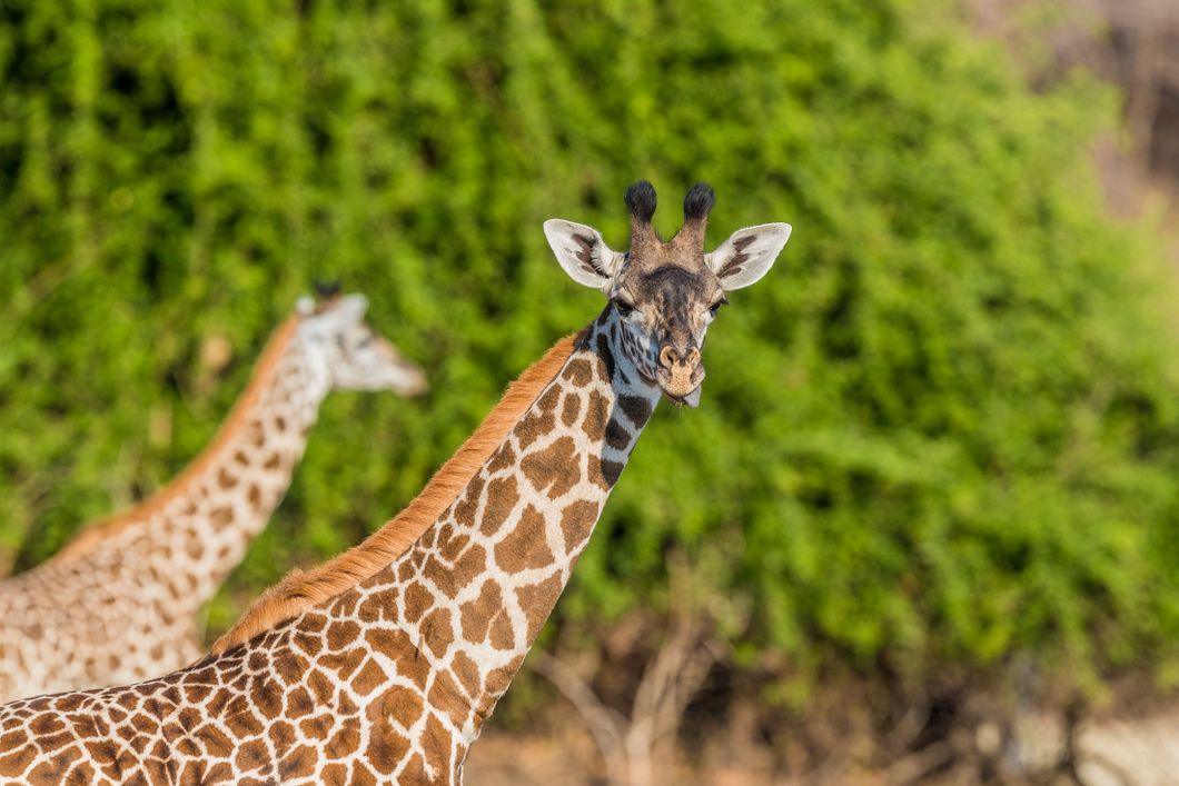 natucate-safari-simbabwe-off-the-beaten-path-luangwa-nationalpark-giraffe