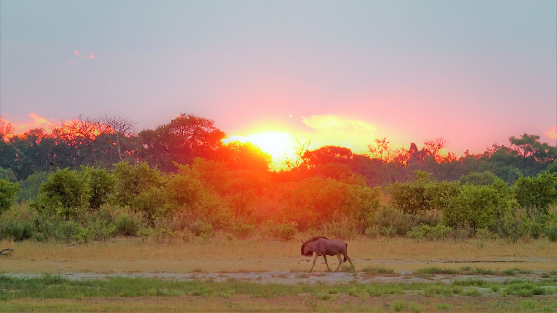 blog-ratgeber-botswana-moremi-wildreservat-gnu-natucate