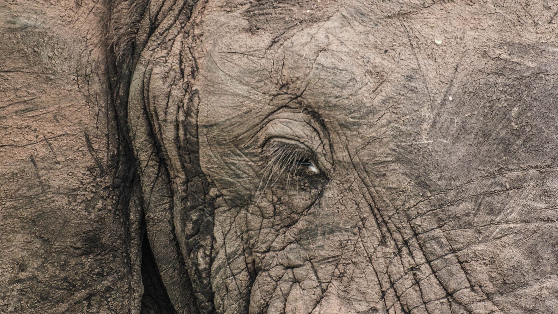 erfahrungsbericht-suedafrika-kundenfotos-rangerausbildung-elefantenauge-natucate