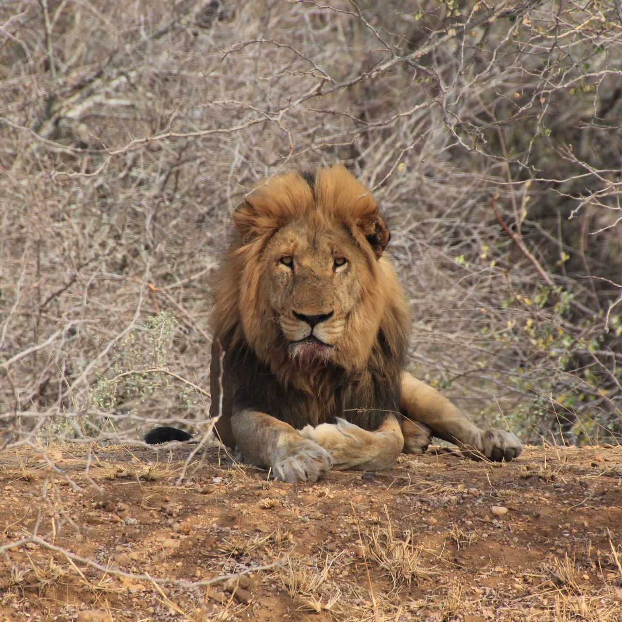 erfahrungsberichte-rangerkurse-field-guide-level-1-kea-maennlicher-loewe