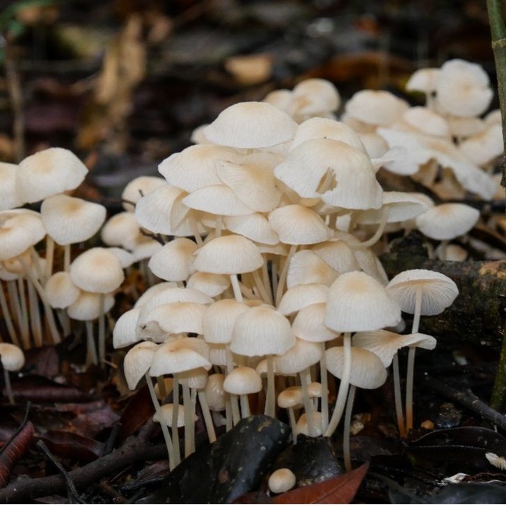 erfahrungsbericht-peru-volunteering-julian-more-mushrooms