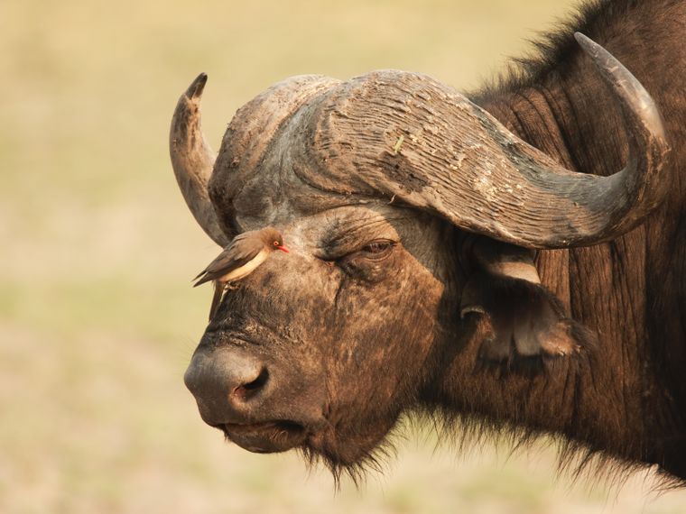 madenhacker-aasgeier-stechmuecken-symbiose-wasserbueffel-blog-natucate