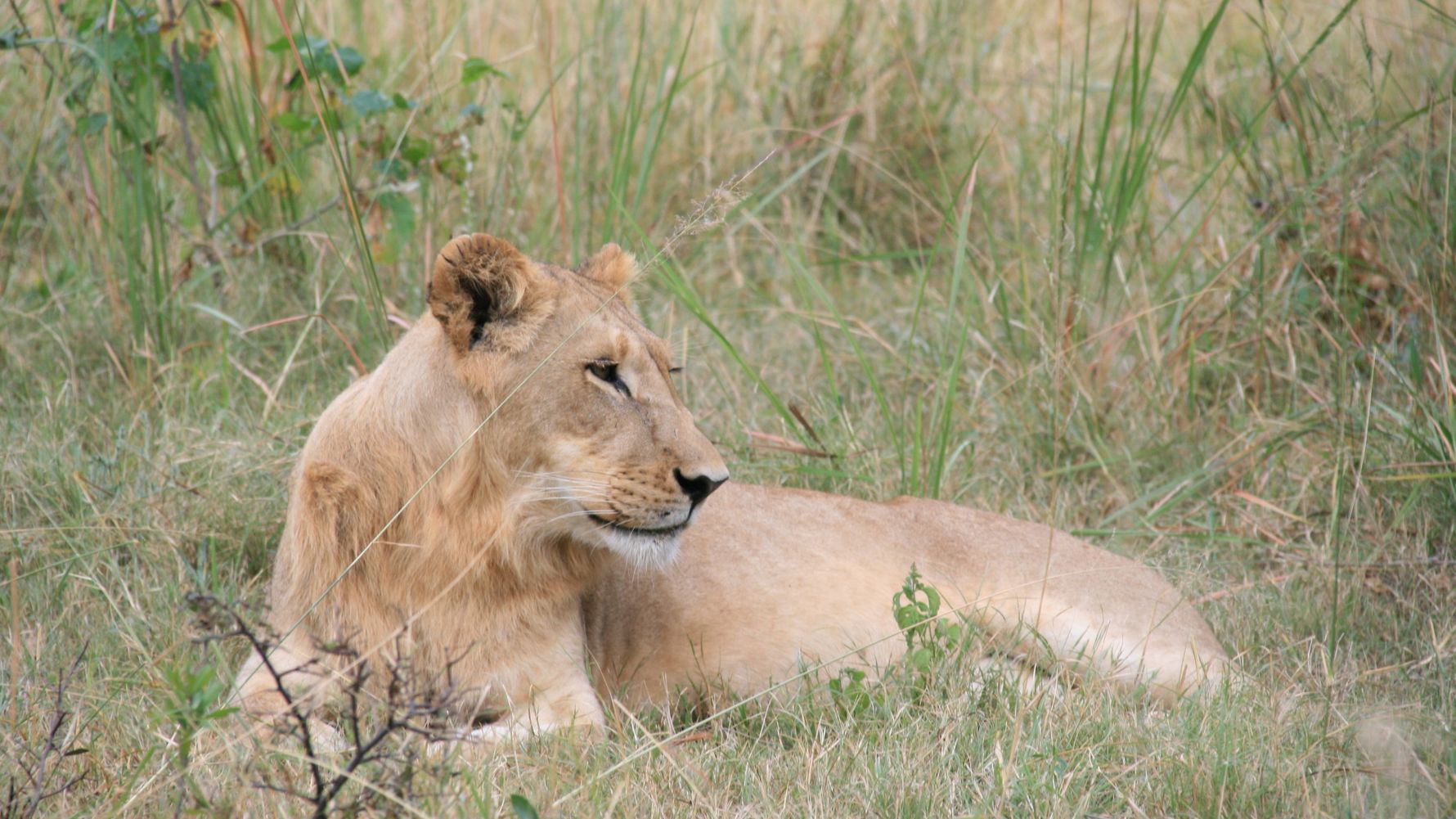 erfahrungsberichte-suedliches-afrika-field-guide-kurs-loewe-natucate
