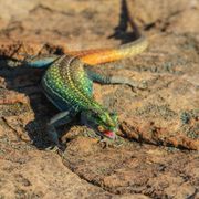 naturreise-suedliches-afrika-erfahrungsbericht-ecoquest-kundenfotos-echse-natucate