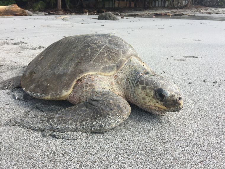 artenschutz-grosse-schildkroete-costa-rica-blog-natucate