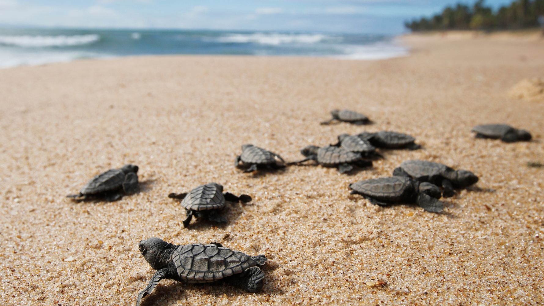 natucate-blog-knowledge-hawksbill-turtle