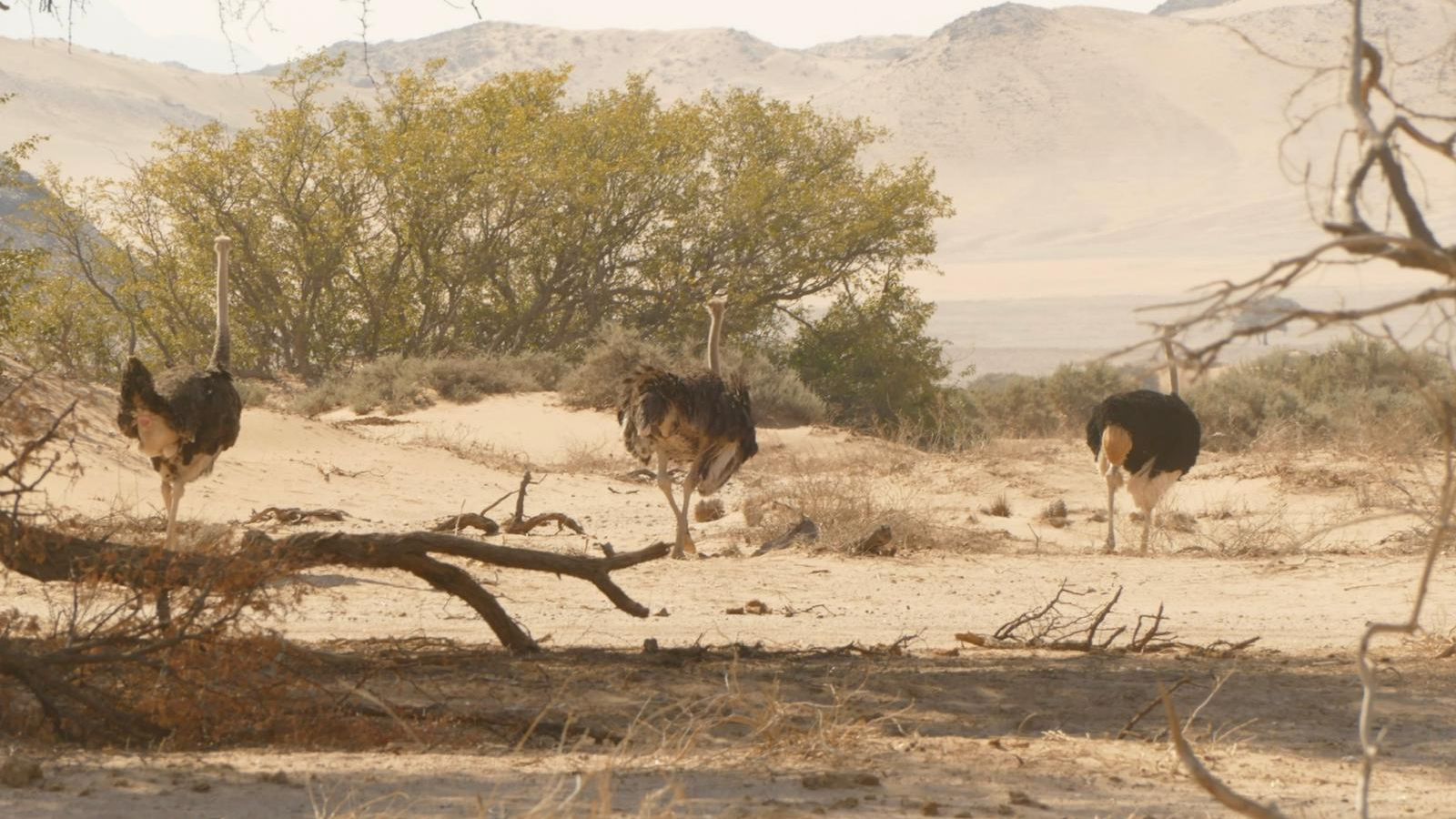 natucate-blog-review-namibia-loretta-hans-emus