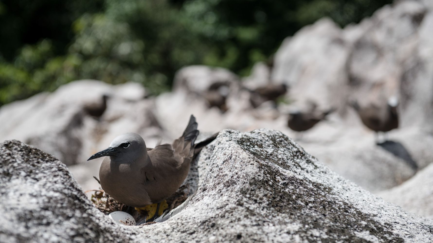 erfahrungberichte-freiwilligenarbeit-seychellen-cousin-island-lorenzo-vogelnest