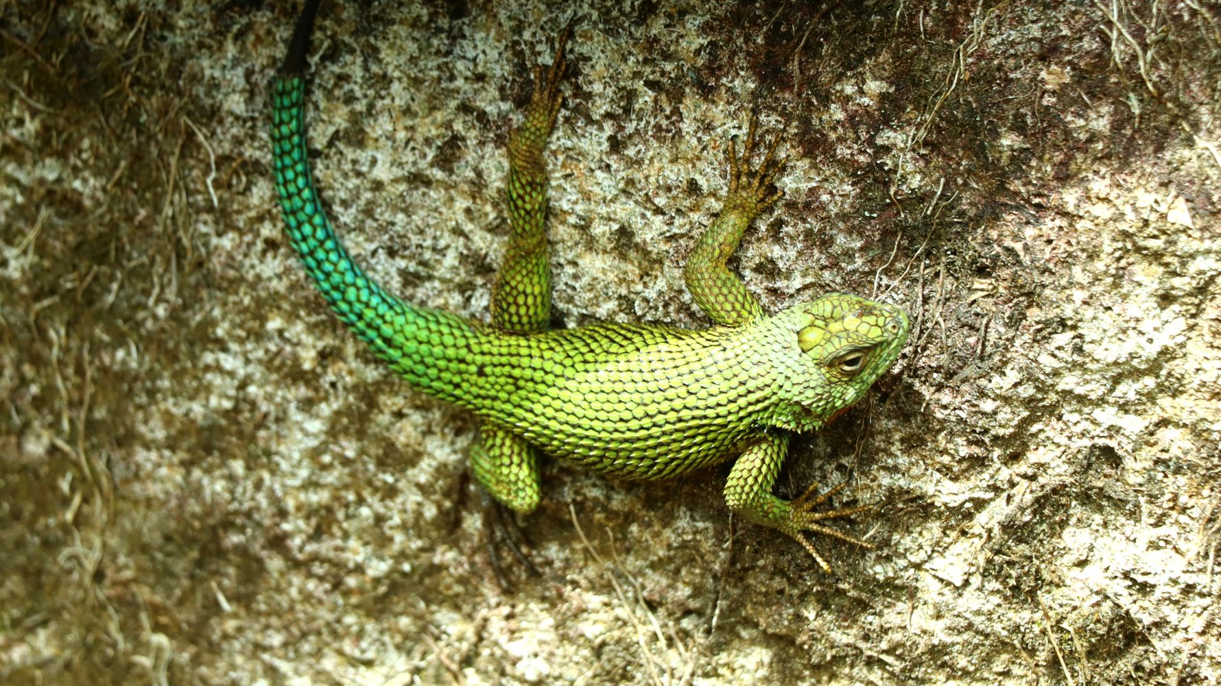 erfahrungsbericht-freiwilligenarbeit-costa-rica-forestconservation-lennart-lizard-natucate.jpg
