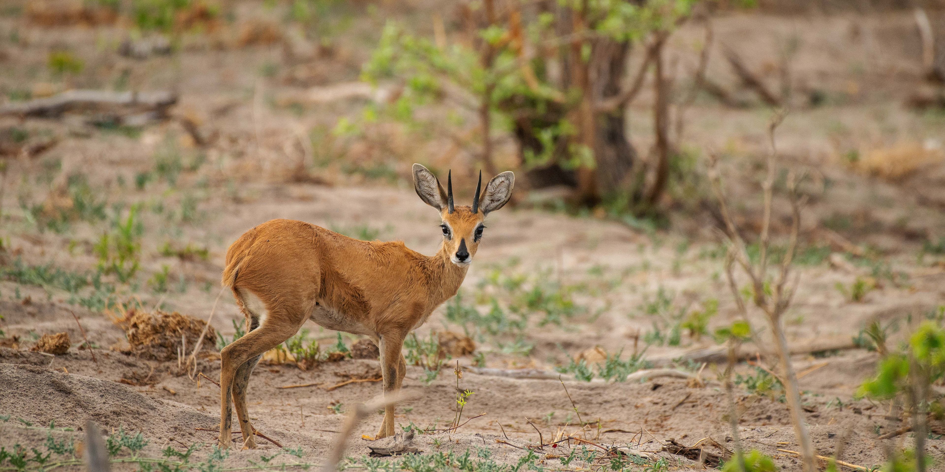 natucate-safari-botswana-abenteuer-camp-elephant-pan-steenbok.jpg